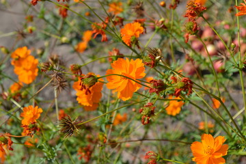 Flower bed, beautiful gentle plants. Homemade plant, gardening. Cosmos, a genus of annual and perennial herbaceous plants of the family Asteraceae. Sunny day. Orange flowers