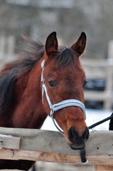 Portrait of a bay colt in a blue halter