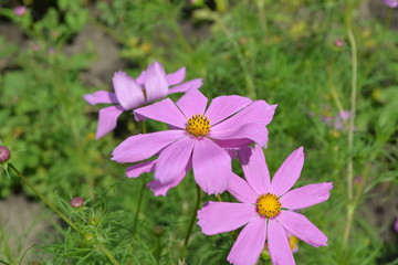 Homemade plant, gardening. Cosmos, a genus of annual and perennial herbaceous plants of the family Asteraceae. Flower bed, beautiful gentle plants. Sunny summer day. Pink flowers