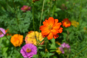 Homemade plant, gardening. Cosmos, a genus of annual and perennial herbaceous plants of the family Asteraceae. Flower bed, beautiful gentle plants. Sunny. Orange flowers