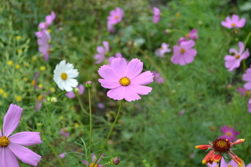 Obraz premium Homemade plant. Cosmos, a genus of annual and perennial herbaceous plants of the family Asteraceae. Flower. Pink flowers