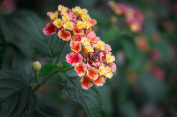 Colorful Flowers in the garden
