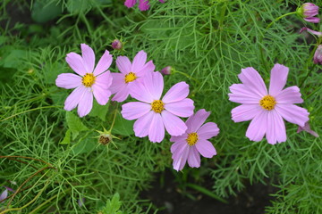 Homemade plant. Cosmos, a genus of annual and perennial herbaceous plants of the family Asteraceae....