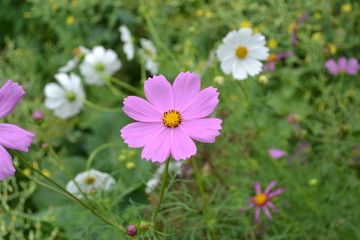 Homemade plant. Cosmos, a genus perennial herbaceous plants. Pink flowers
