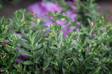 Naklejka premium flowers in the garden
