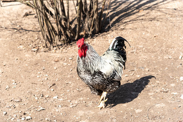 The great cock. Cock on the walk. Beautiful cock male on the sunny walk with hen