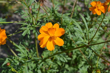 Sunny summer day. Homemade plant, gardening. Cosmos, a genus of annual and perennial herbaceous plants of the family Asteraceae. Flower. Orange flowers