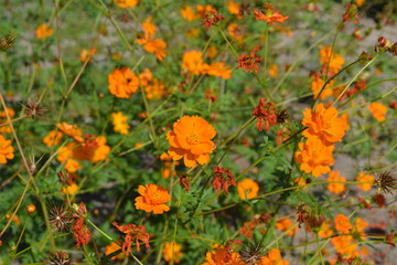 Sunny summer day. Homemade plant, gardening. Cosmos, a genus of annual and perennial herbaceous...