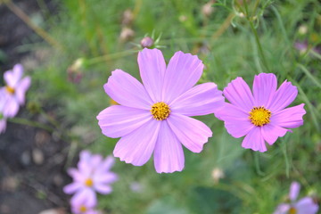 Sunny. Cosmos, a genus of annual and perennial herbaceous plants of the family Asteraceae. Flower bed, beautiful plants. Pink flowers
