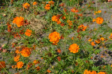 Sunny. Homemade. Cosmos, a genus of annual and perennial herbaceous plants of the family Asteraceae. Orange flowers