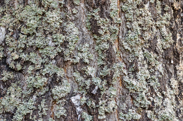 background. Old wood tree bark cortex texture with moss. Old birch tree. Selective focus.