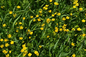 Yellow flowers. Rannculus acris. Field, forest plant. Flower bed. Buttercup caustic, common type of buttercups