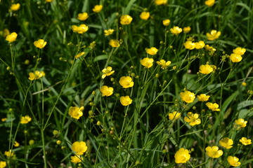 Yellow flowers. Rannculus acris. Field. Buttercup caustic, common type of buttercups