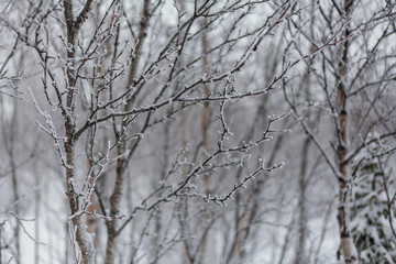 Trees under snow, winter park at Nord