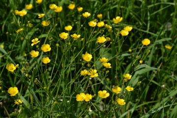 Yellow flowers. Rannculus acris. Field. Flower. Buttercup caustic, common type of buttercups