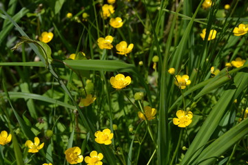 Yellow flowers. Rannculus acris. Field, forest plant. Flower bed, beautiful plants. Buttercup caustic, common type of buttercups