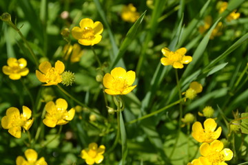 Buttercup caustic, common type of buttercups. Rannculus acris. Field, forest plant. Flower bed, beautiful gentle plants. Sunny summer day. Yellow flowers
