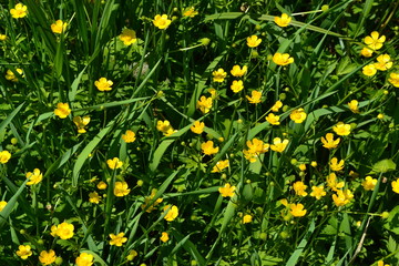 Rannculus acris. Field. Yellow flowers. Buttercup caustic, common type of buttercups