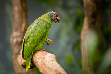 Green parrot