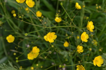 Yellow flowers, green. Buttercup caustic, common type of buttercups. Rannculus acris. Field, forest plant. Sunny day