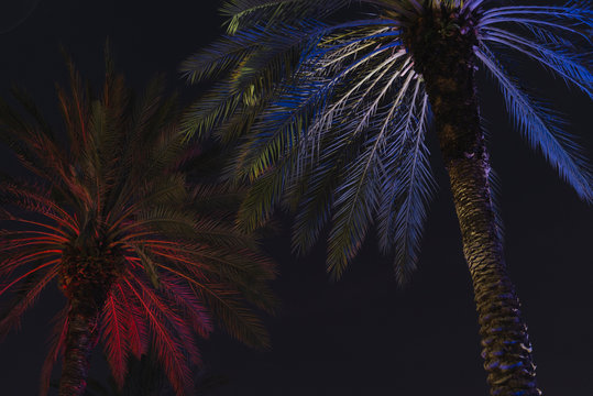 miami night palmtree