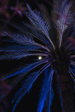 palmtree and moon