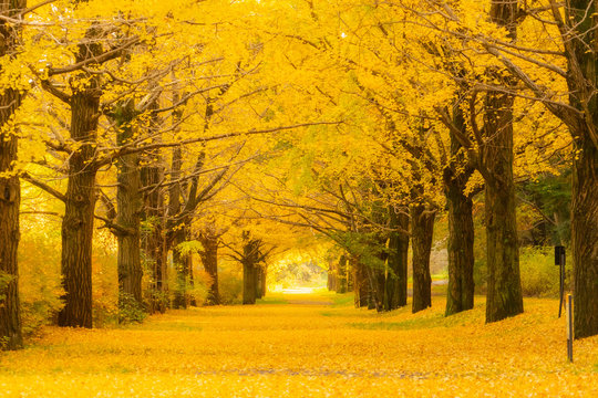 銀杏並木」の写真素材 | 8,081件の無料イラスト画像 | Adobe Stock