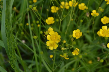 Rannculus acris. Buttercup caustic, common type of buttercups. Field, forest plant. Flower bed, beautiful gentle plants. Sunny day. Yellow flowers