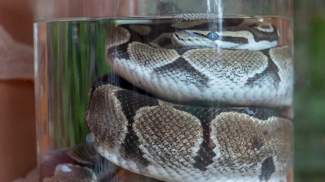 Dead snake pickled in a jar.
