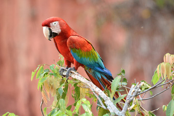 Red-and-green Macaw