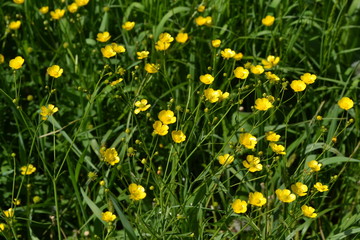 Fototapeta premium Sunny summer day. Rannculus acris. Field, forest plant. Flower bed, beautiful gentle plants. Yellow flowers, green leaves. Buttercup caustic, common type of buttercups