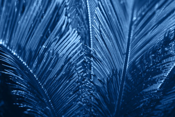 Tropical palm leaves toned blue background. Beautiful trendy background, 2020.