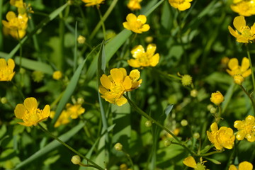 Yellow flowers. Rannculus acris. Field, forest plant. Flower bed, beautiful gentle plants. Sunny summer day. Green. Buttercup caustic, common type of buttercups