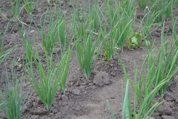 Allium sepa. Onion bulb, green sprouts on a black background. Spring day, home garden. Farm, field, village. Perennial herb, family Alliaceae. Widespread vegetable culture