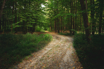 Obraz premium Dirt road through the green forest and fallen leaves