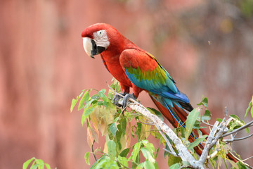 Red-and-green Macaw