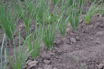 Allium sepa. Onion bulb, green sprouts on a black background. Spring day, home garden. Farm. Perennial herb, family Alliaceae. Widespread vegetable culture