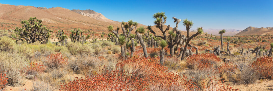 Joshua trees in California, USA