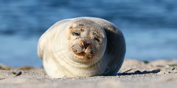 Seehund, Nordsee