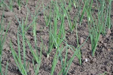 Onion bulb, green sprouts. Widespread vegetable culture. Allium sepa. Perennial herb, family Alliaceae