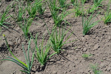 Onion bulb, green sprouts. Allium sepa. Perennial, family Alliaceae. Widespread vegetable culture