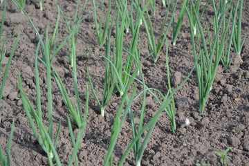 Onion bulb, green. Widespread vegetable culture. Allium sepa. Perennial herb, family Alliaceae