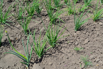 Onion bulb, green. Allium sepa. Perennial, family Alliaceae. Widespread vegetable culture