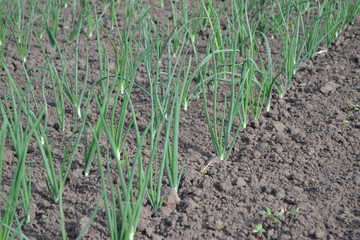 Onion bulb. Widespread vegetable culture. Allium sepa. Perennial herb, family Alliaceae