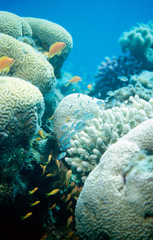 Obraz premium White coral with swimming anthias and blue background