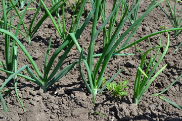Perennial herb, family Alliaceae. Widespread vegetable culture. Onion bulb, green sprouts on a black background. Spring day, home garden. Farm. Allium sepa
