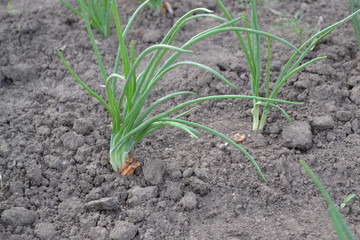 Perennial herb, family Alliaceae. Widespread vegetable culture. Onion bulb, green. Allium sepa