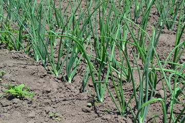 Widespread vegetable culture. Onion bulb, green sprouts on a black background. Allium sepa. Perennial herb, family Alliaceae