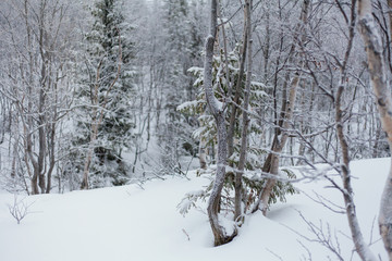 Trees under snow, winter park at Nord