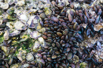 Mussele on a rock at low tide, Hua Hin Beach, Thailand